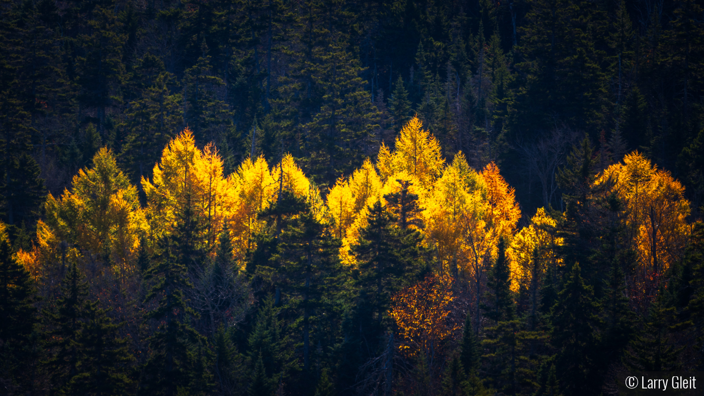 First Light by Larry Gleit