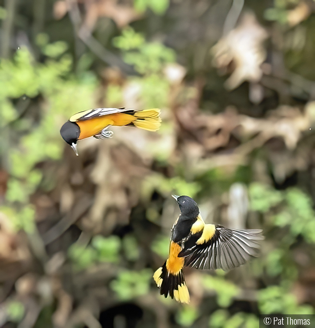Flirting Orioles by Pat Thomas
