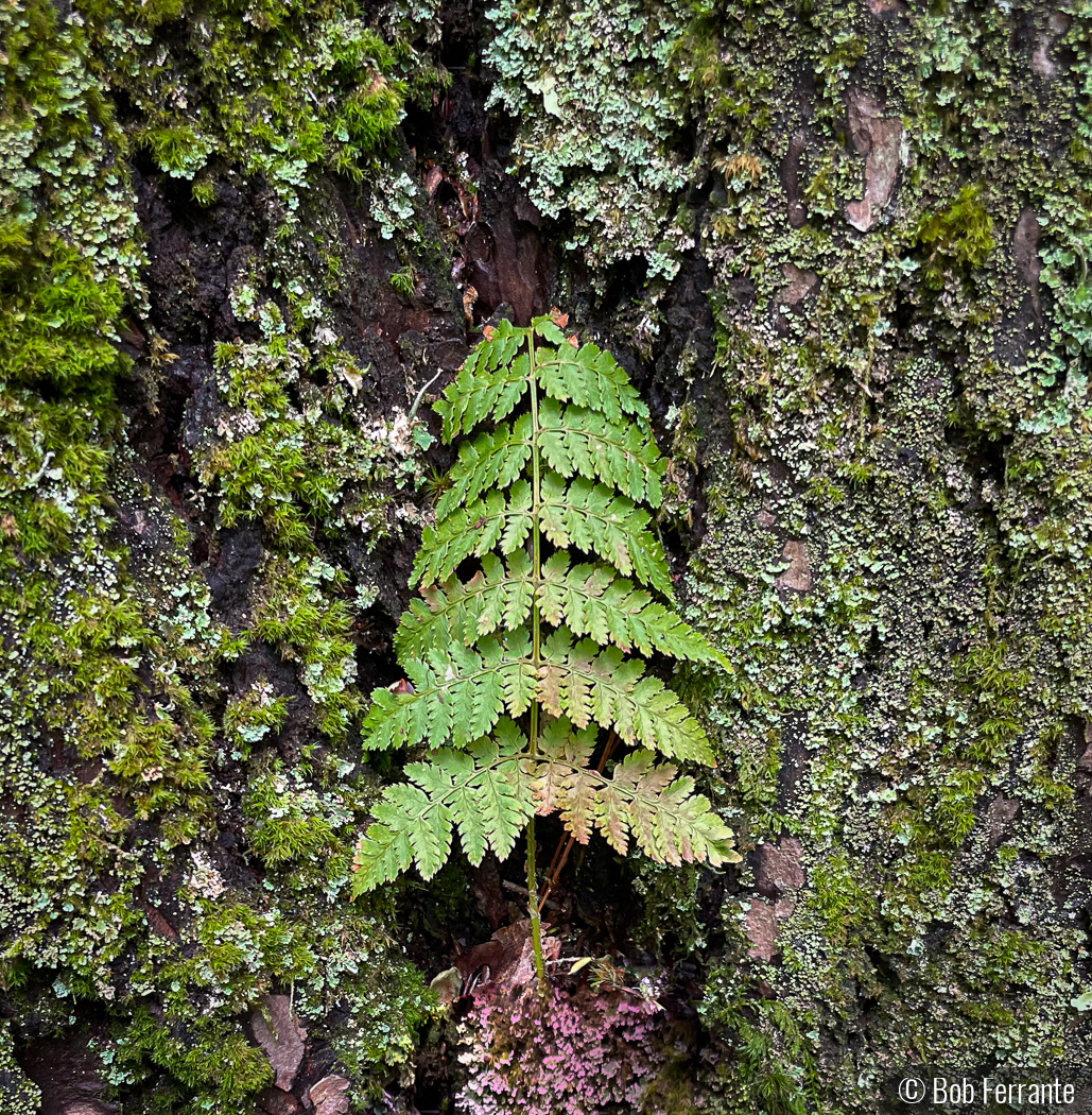 Flora On A Rocky Slope by Bob Ferrante
