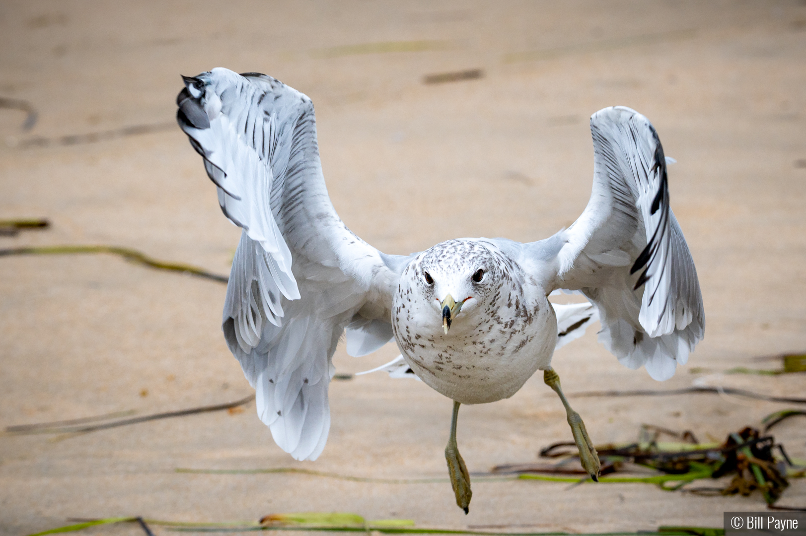 Fly-by by Bill Payne