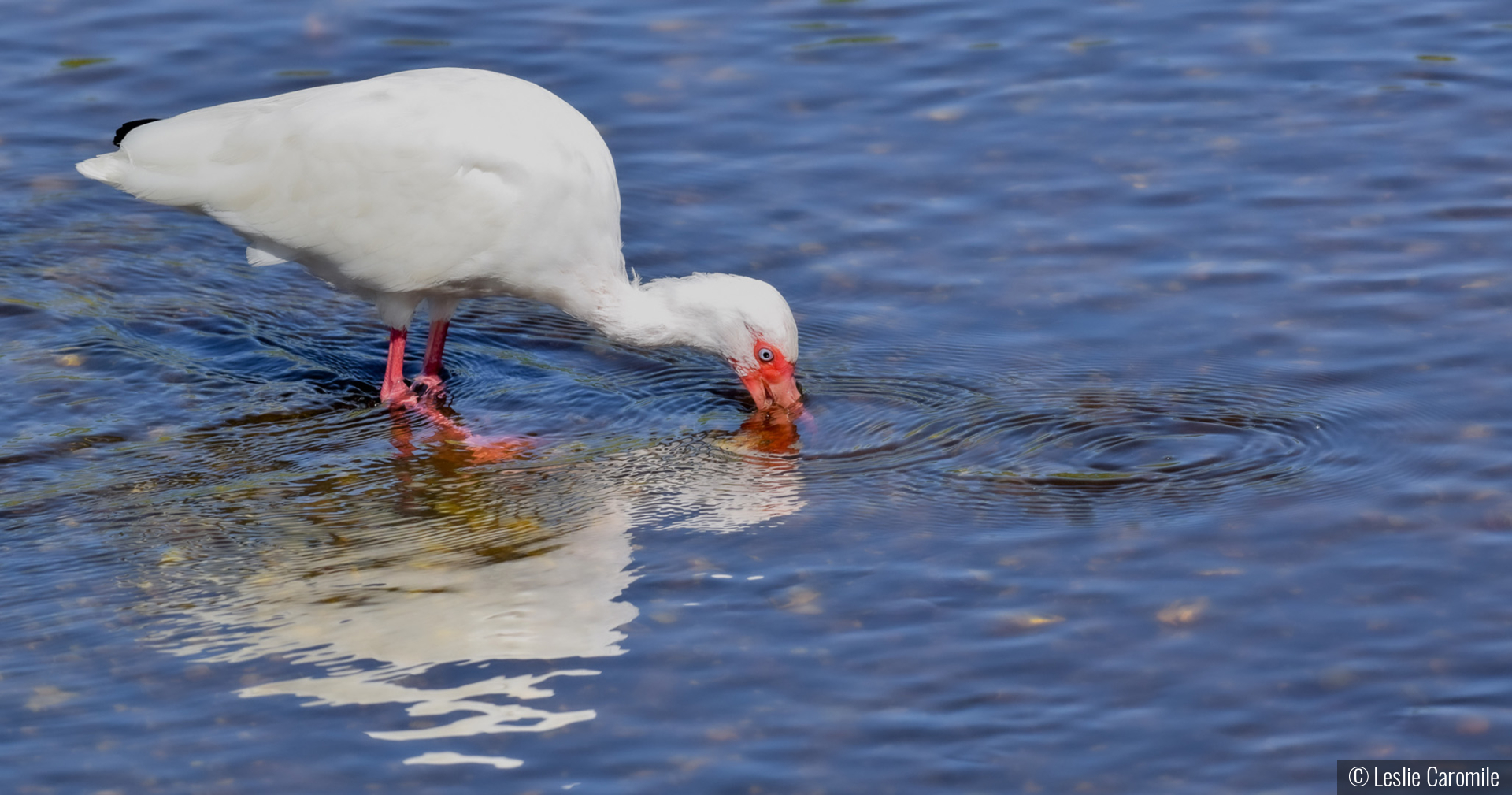 Foraging White Ibis by Leslie Caromile