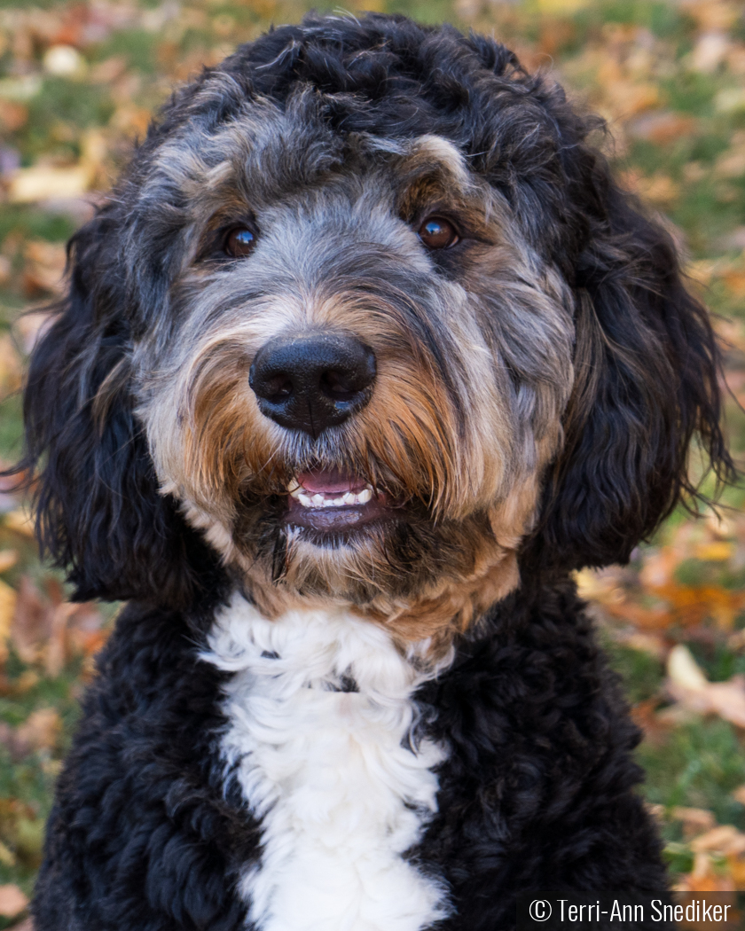 Forever Yours. The unspoken bond between a dog and their human by Terri-Ann Snediker