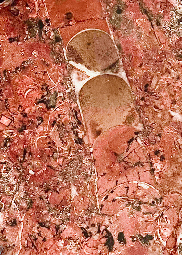 Fossil From The Floor Of The Moroccan Sahara by Louis Arthur Norton