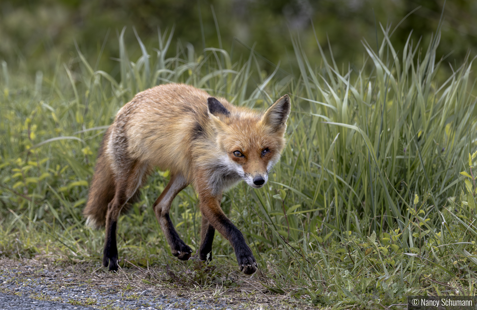 Fox on the Hunt by Nancy Schumann
