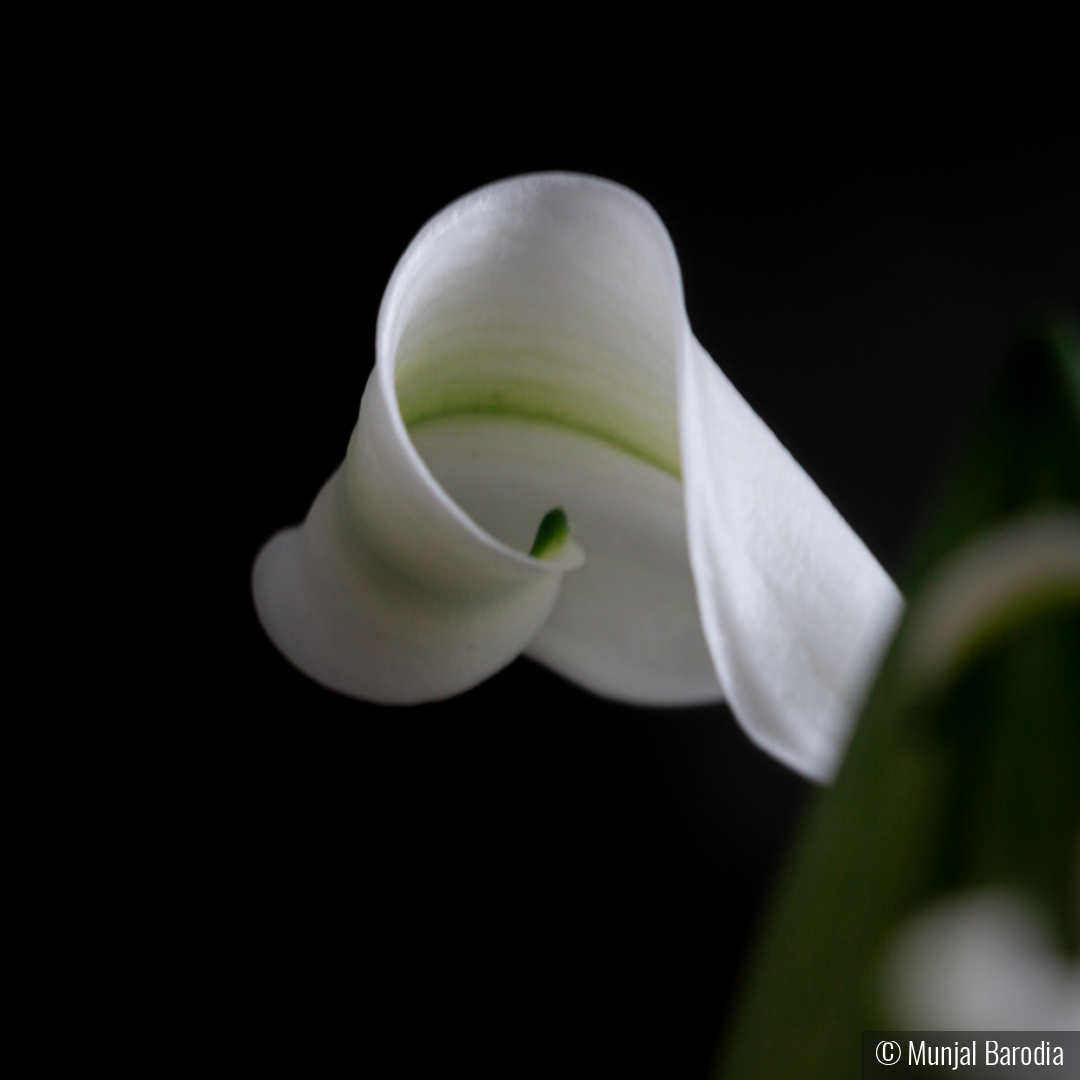 Fragment of Spring No. 1 by Munjal Barodia