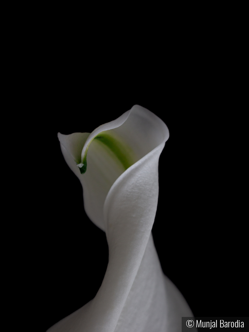 Fragment of Spring No. 2 by Munjal Barodia