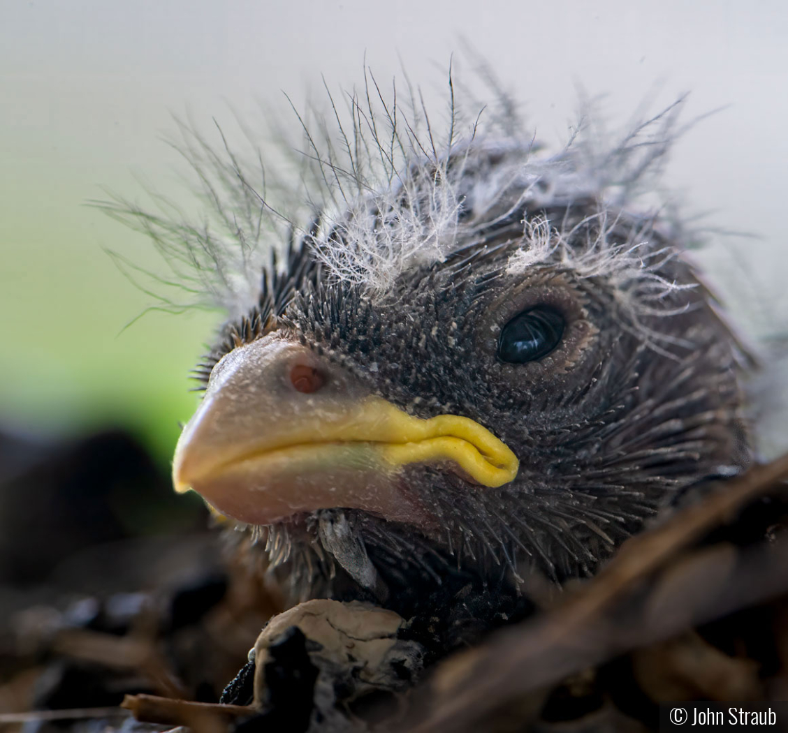 Fresh Finch Peeking Through Window by John Straub