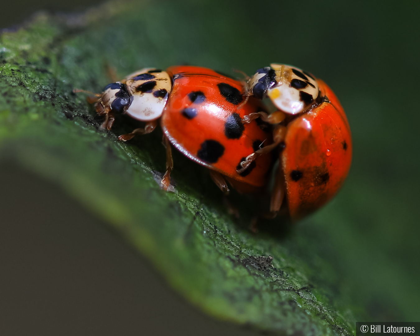 Friendly Ladybugs by Bill Latournes