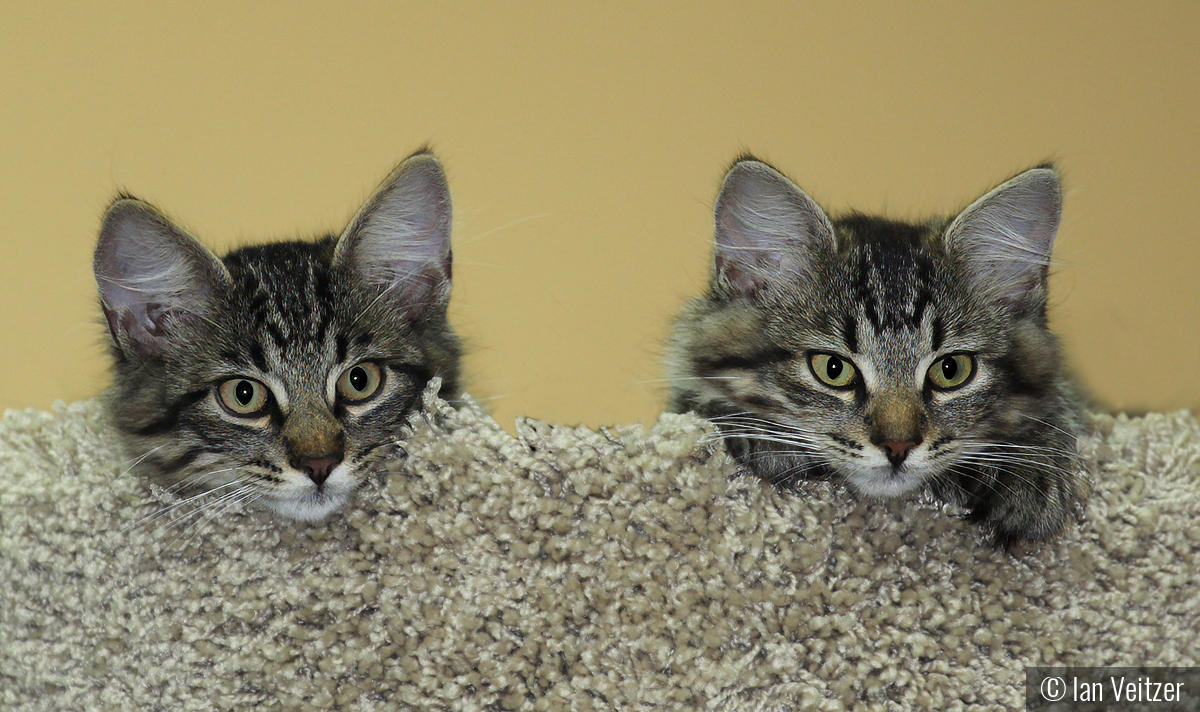 Frisky and Zoe on their first day in their new home by Ian Veitzer