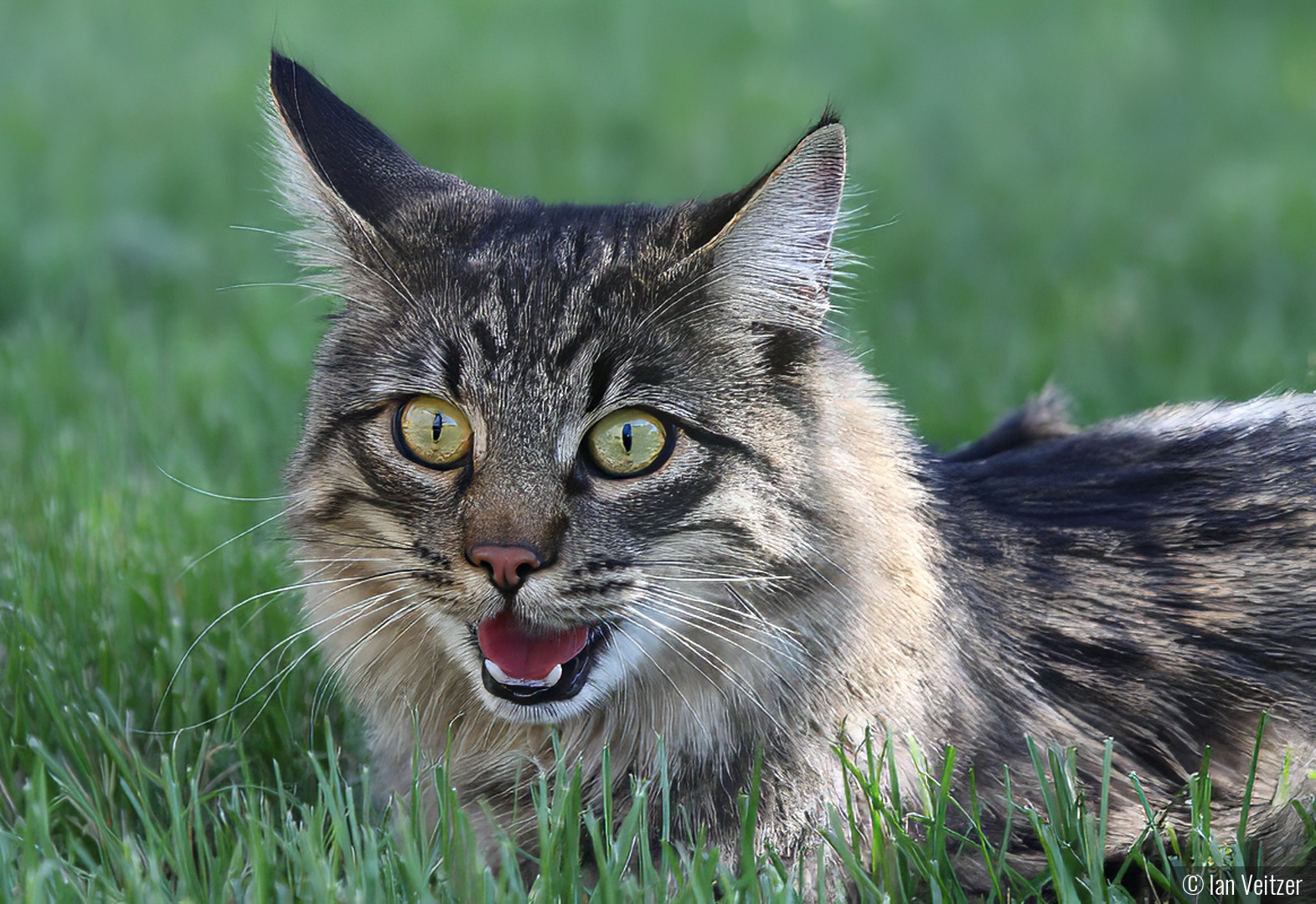 Frisky's First Day Outside by Ian Veitzer
