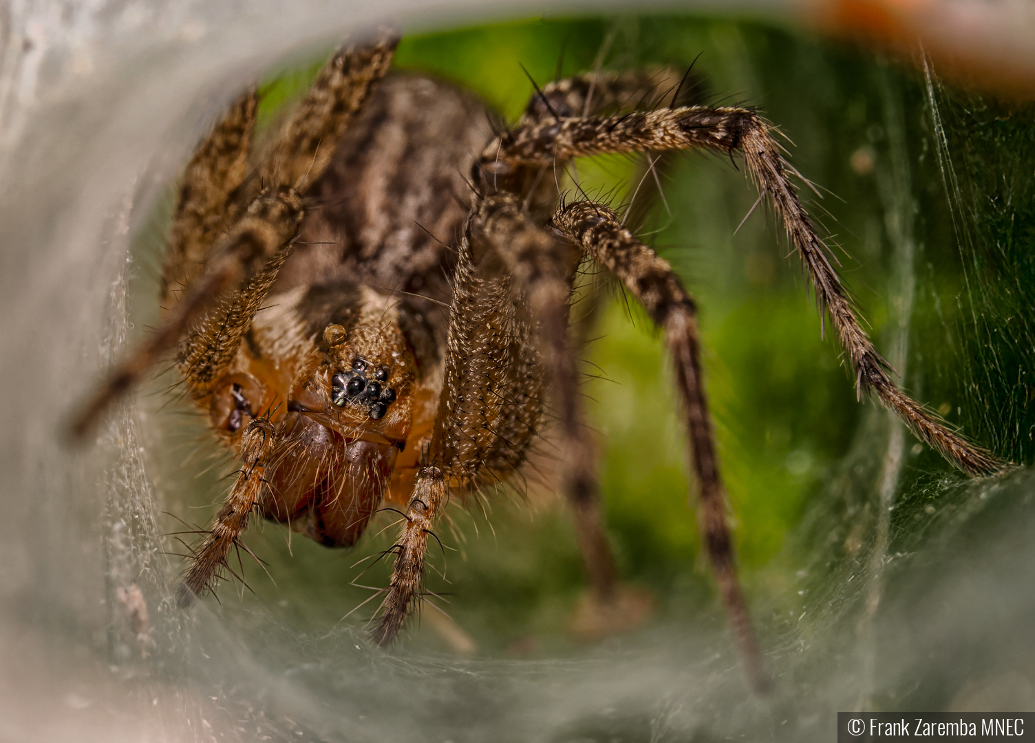 Funnel Weaver Spider by Frank Zaremba MNEC