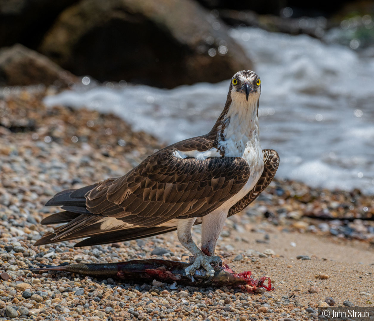 Get Your Own Sushi, Camera Boy by John Straub