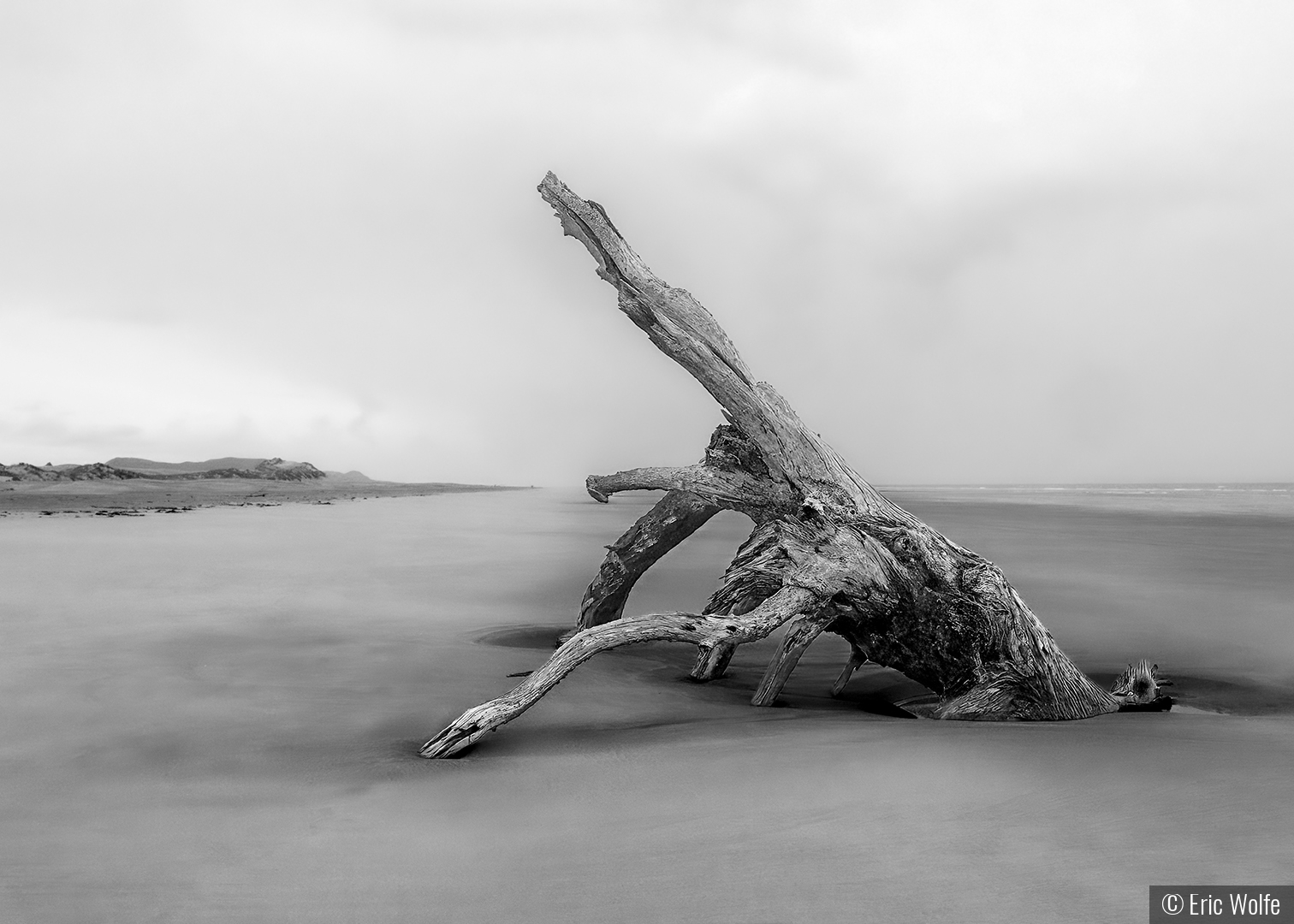 Giant Log Lobster by Eric Wolfe
