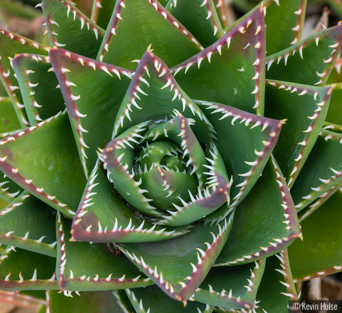Gold Tooth Aloe by Kevin Hulse