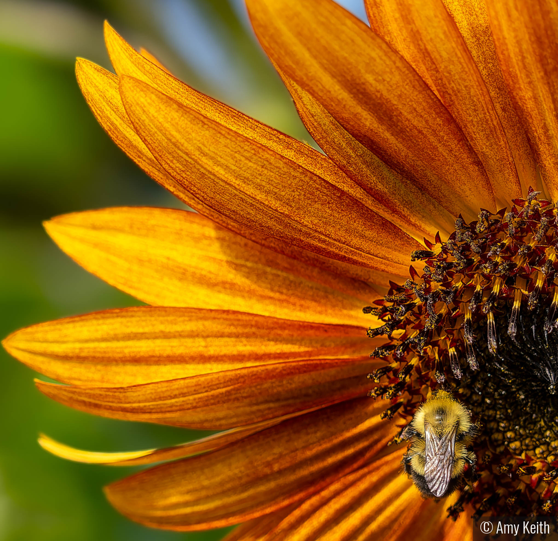 Golden Forager by Amy Keith
