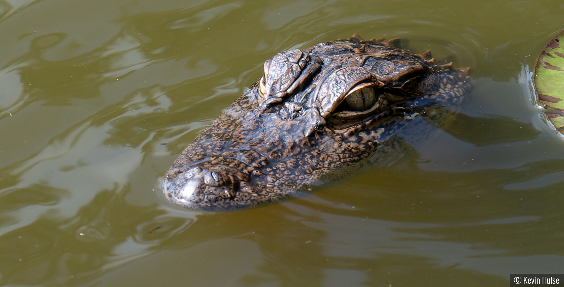 Golf Ball Keeper by Kevin Hulse