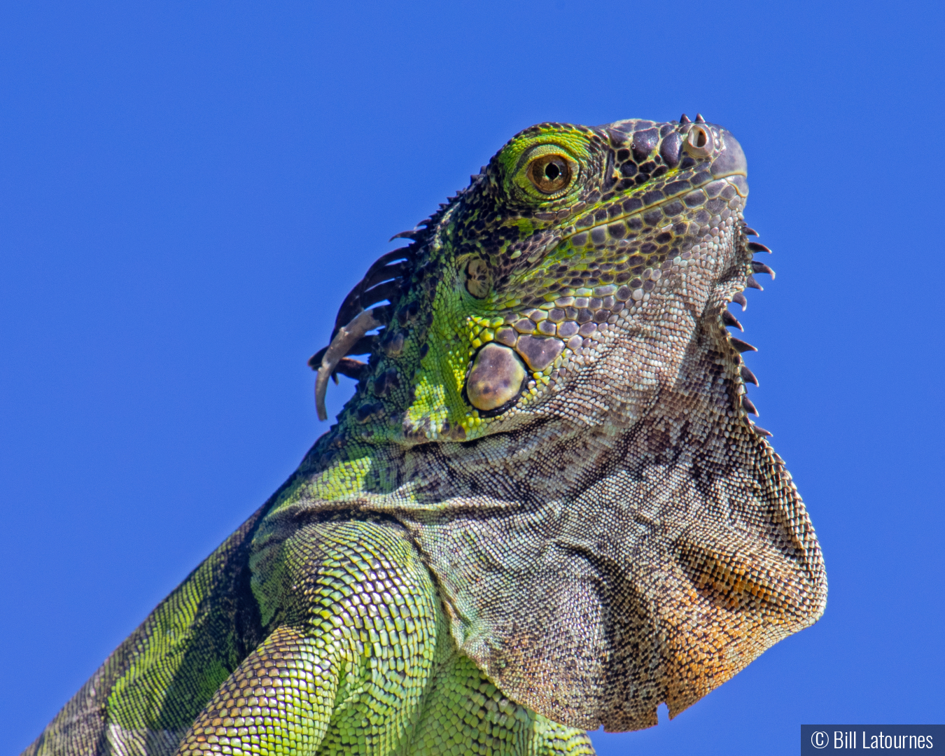 Got His Good Side by Bill Latournes