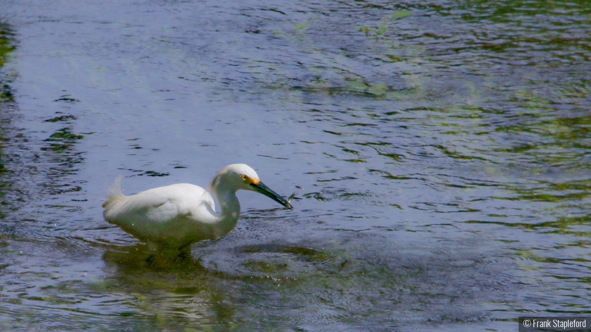 Got One! by Frank Stapleford