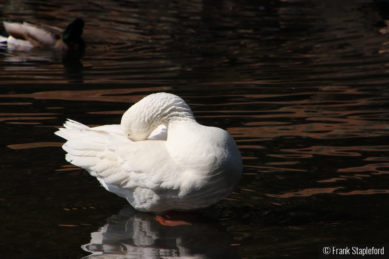 Graceful Still Life by Frank Stapleford