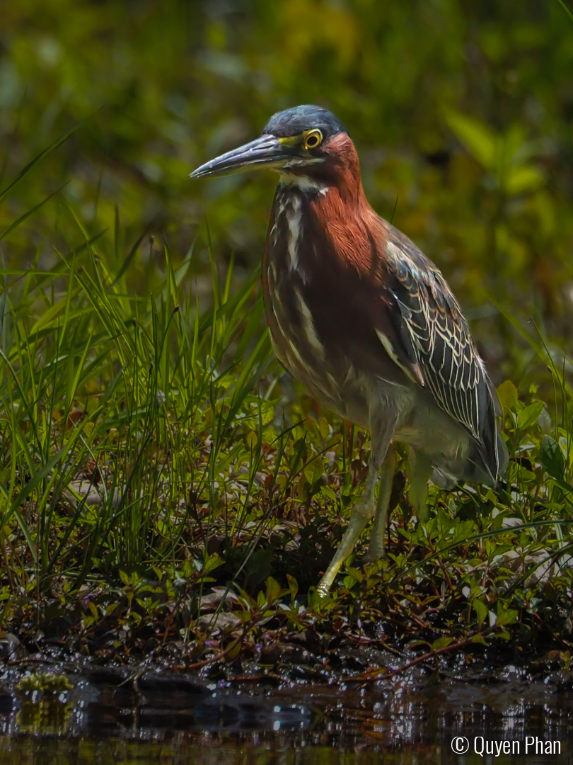 Green Heron by Quyen Phan