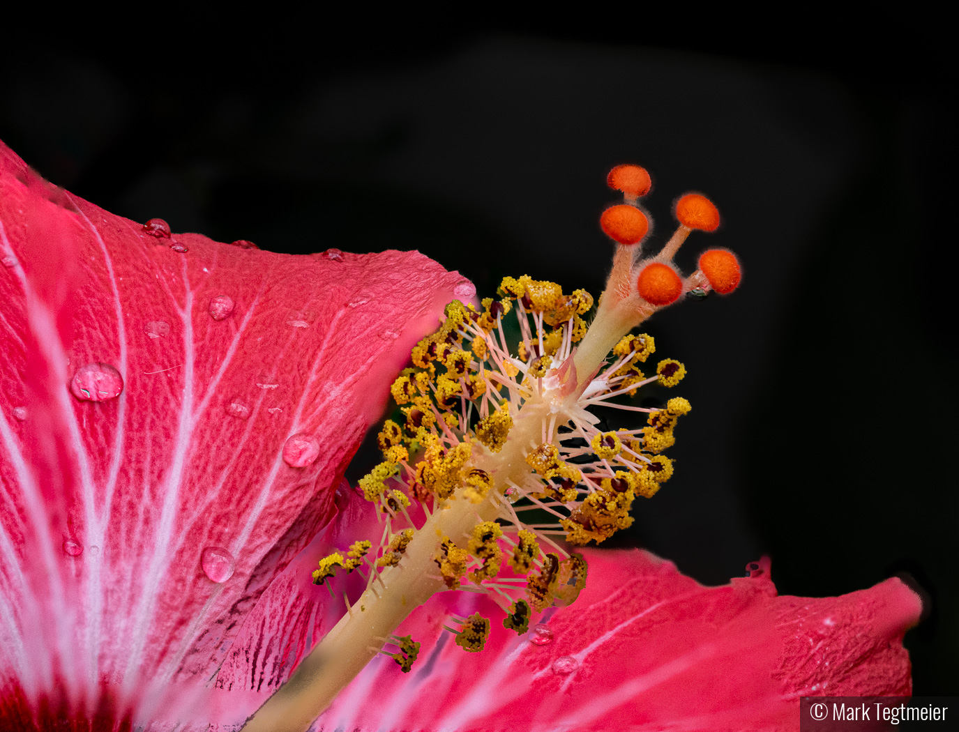 Happy Hibiscus by Mark Tegtmeier