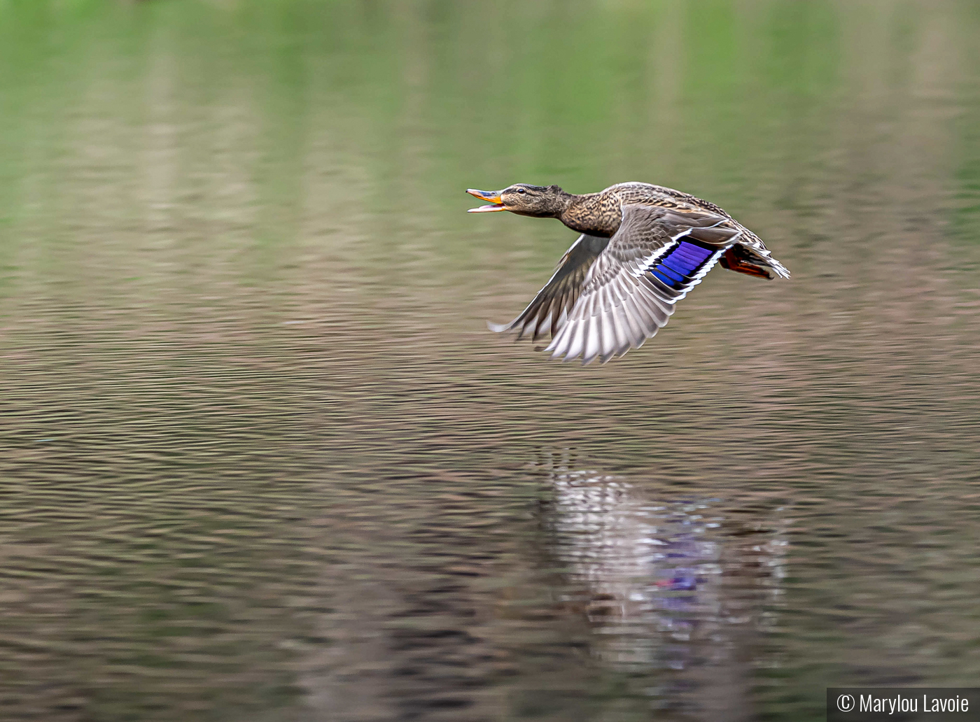 Happy Mallard by Marylou Lavoie