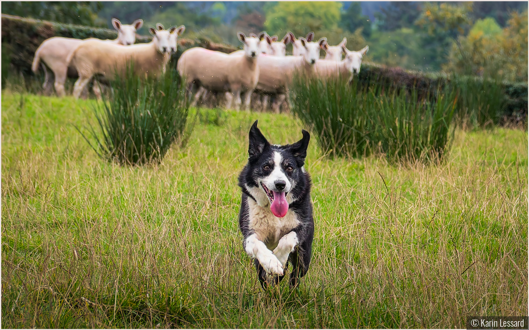 Have You Seen My Sheep by Karin Lessard
