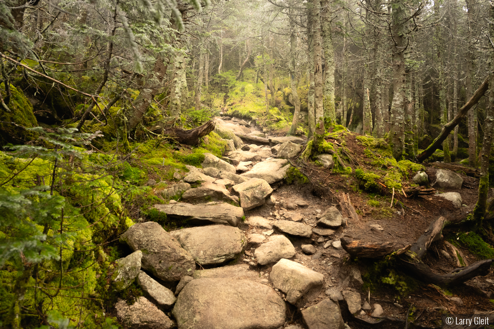 Haystack Mountain Trail by Larry Gleit