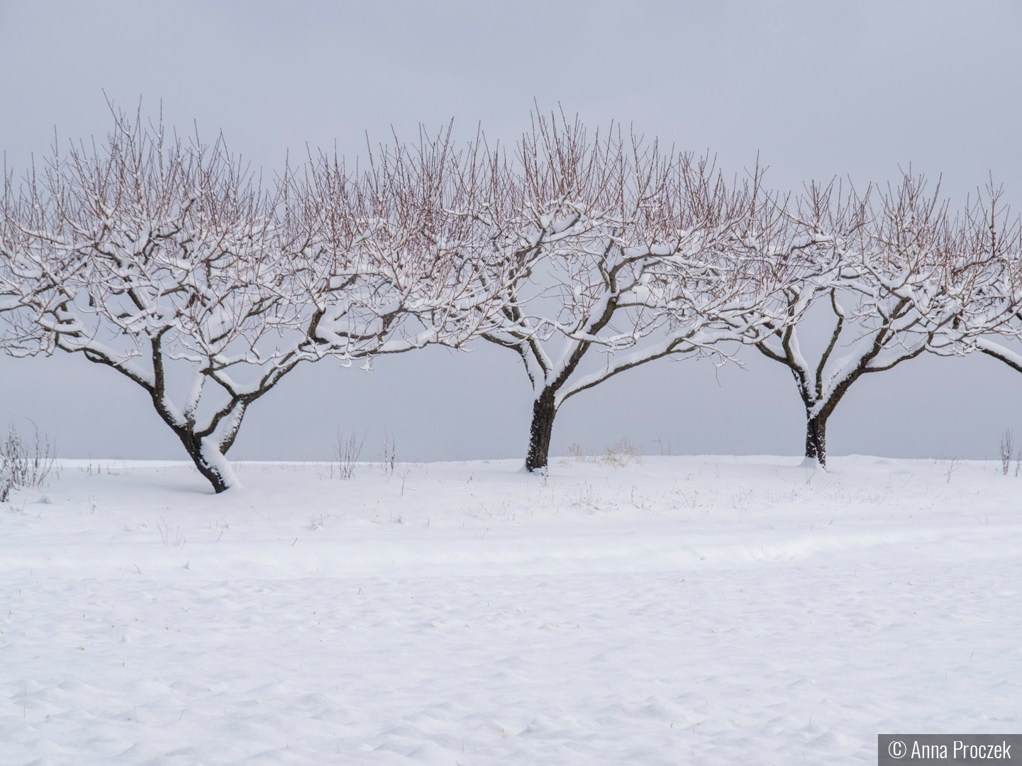Held in Silence by Anna Proczek
