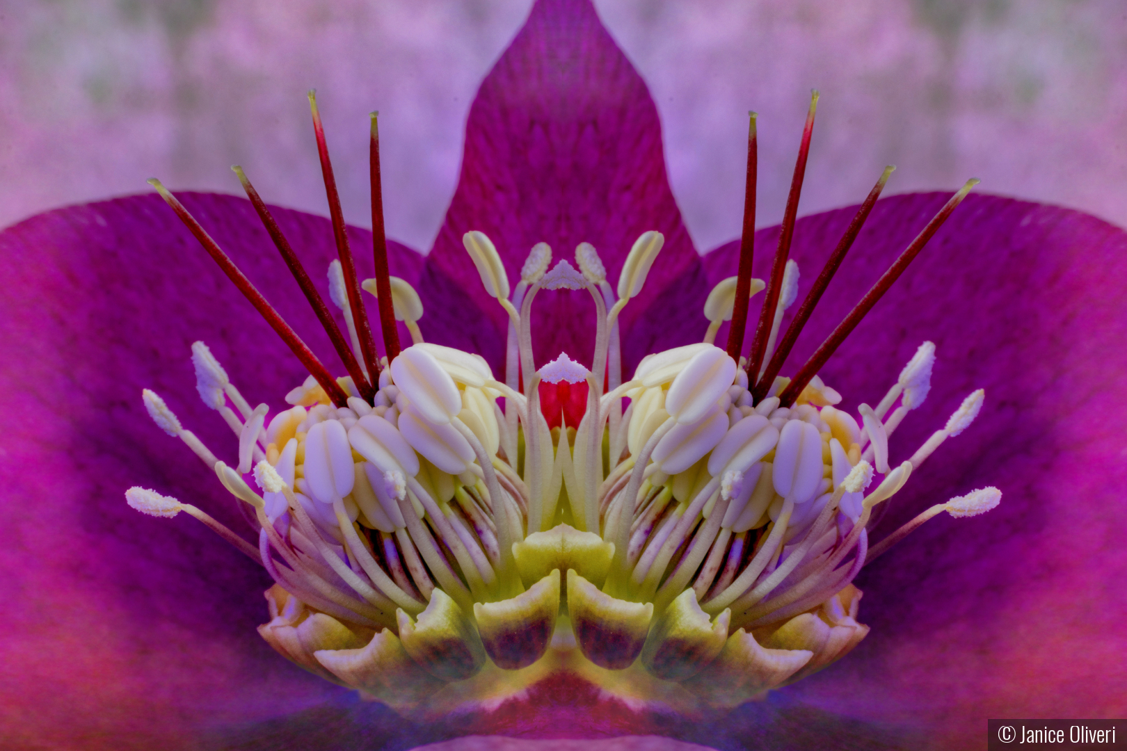 Helleborus on steroids! by Janice Oliveri