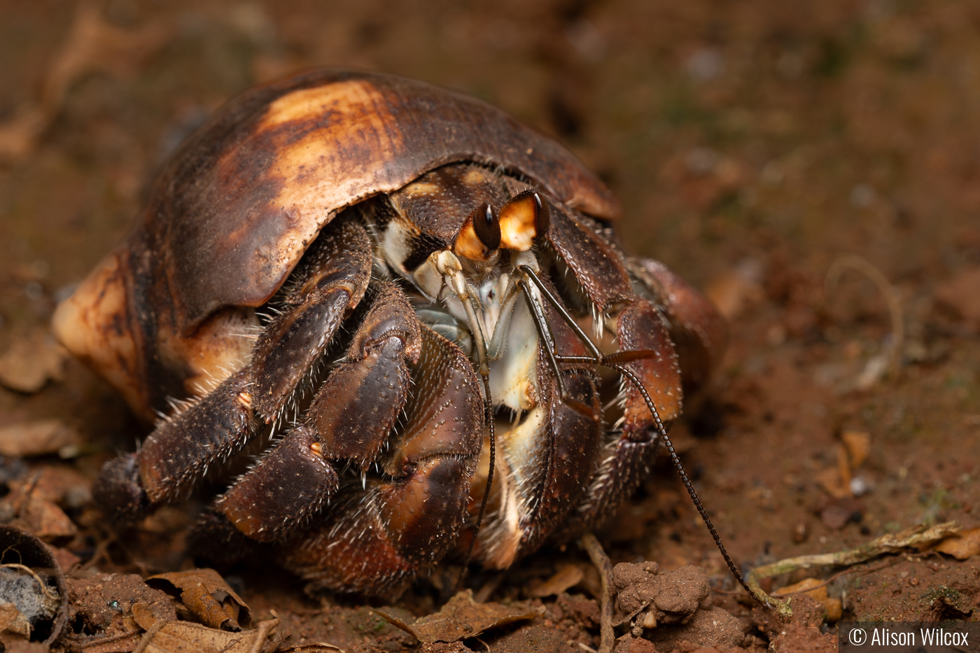 Hermit the Crab by Alison Wilcox