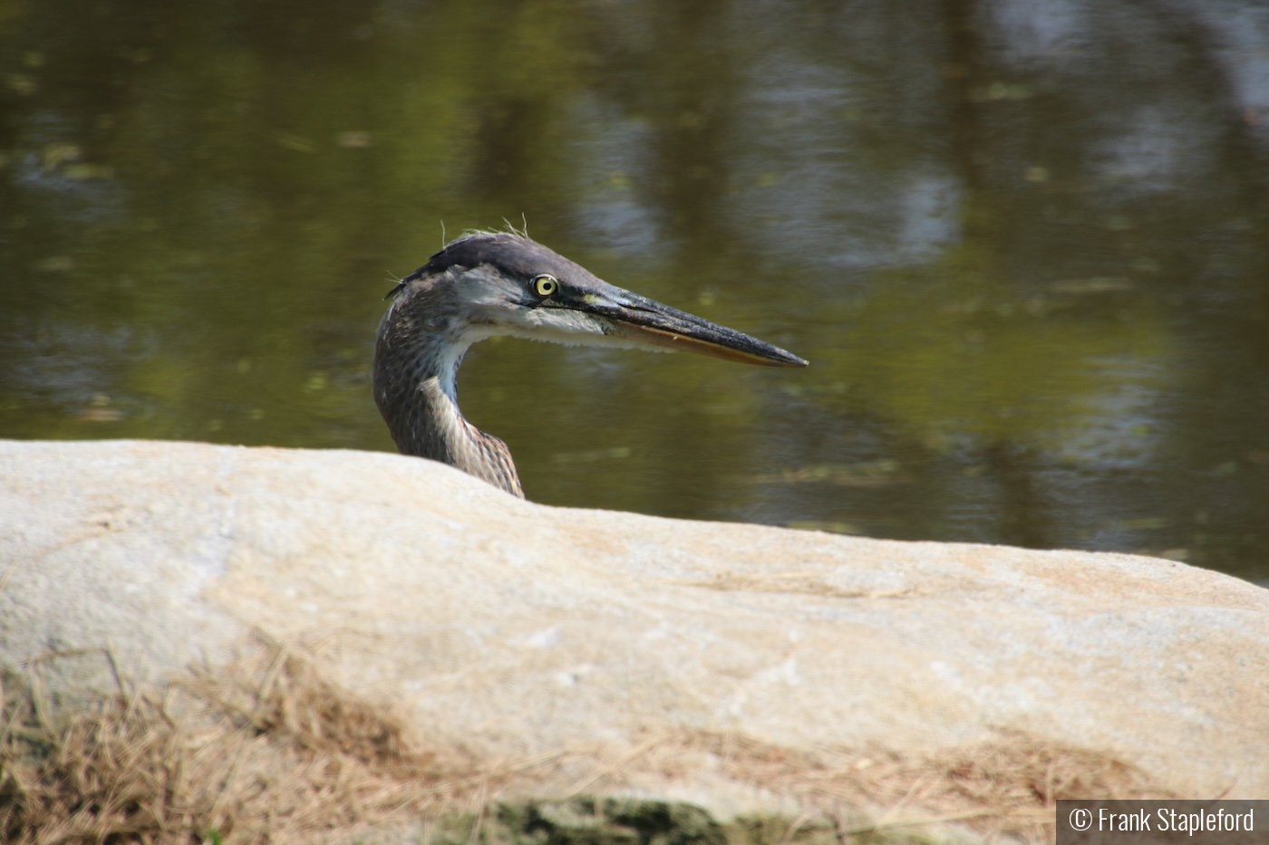 Heron by Frank Stapleford