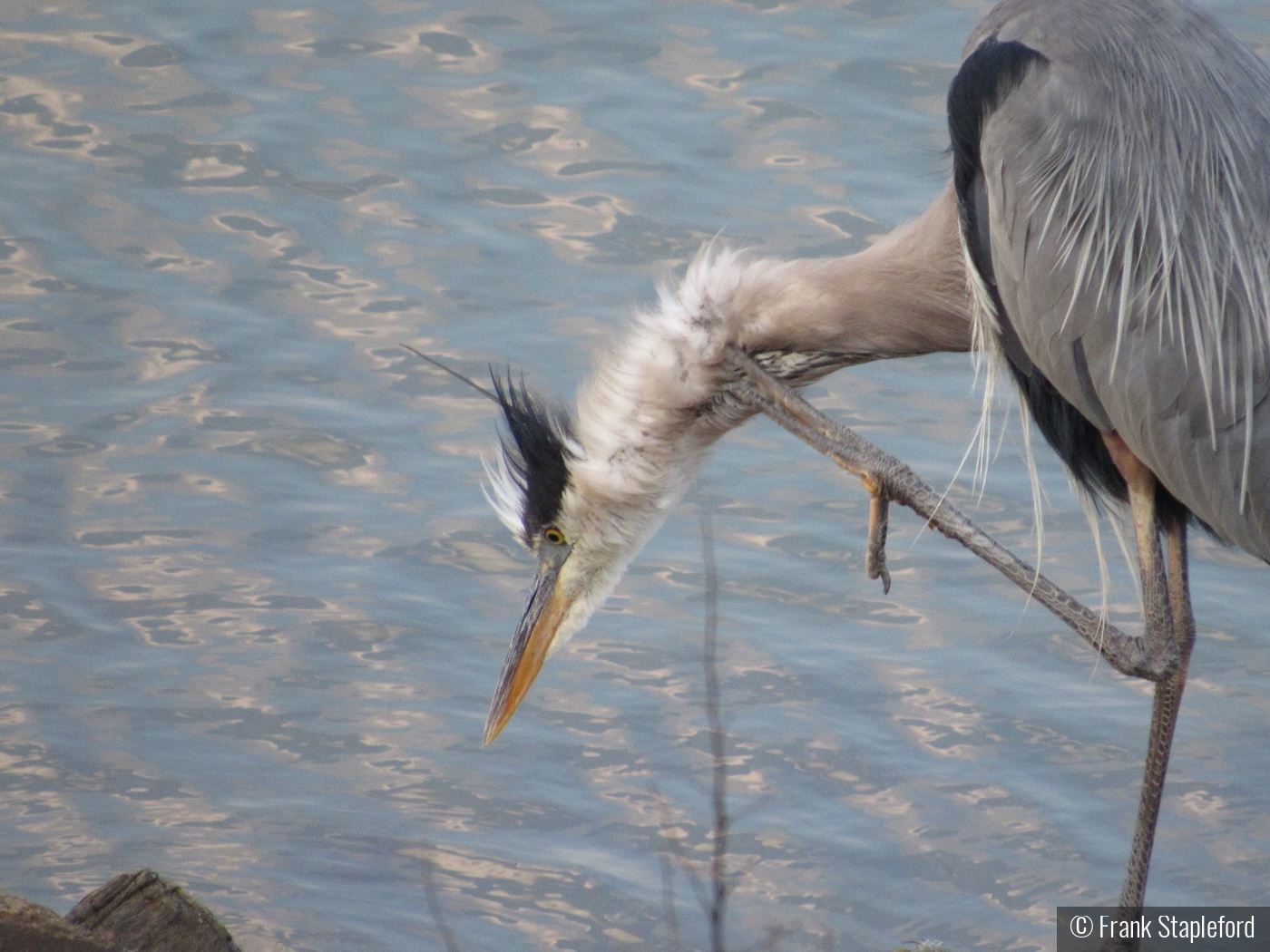 Herons by Frank Stapleford