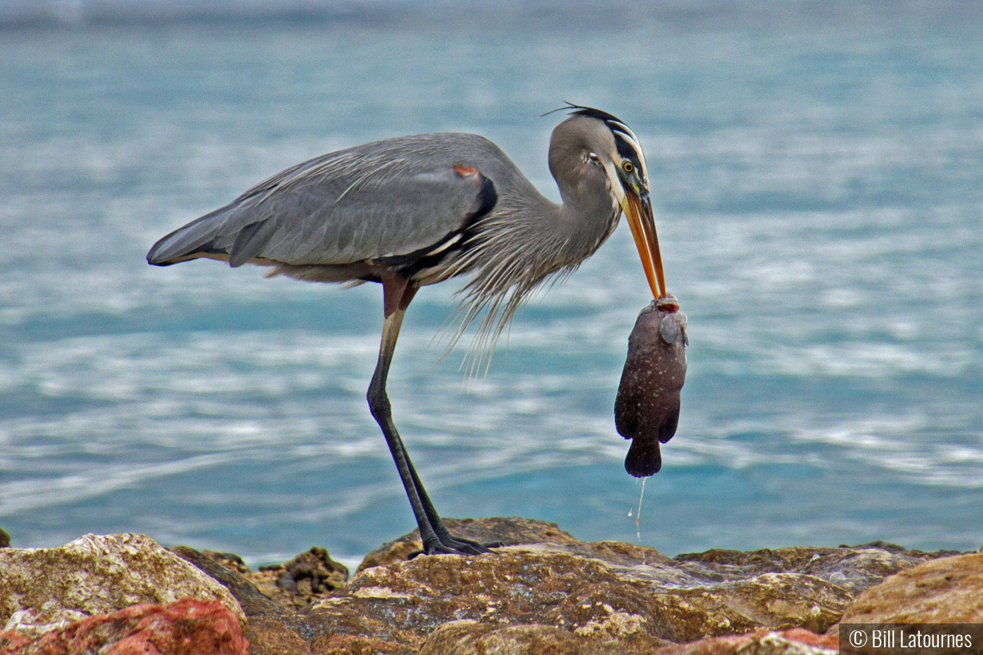 Herron With Dinner by Bill Latournes