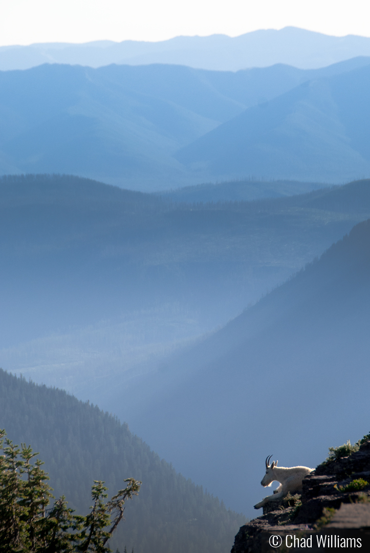 High country, Glacier National Park by Chad Williams