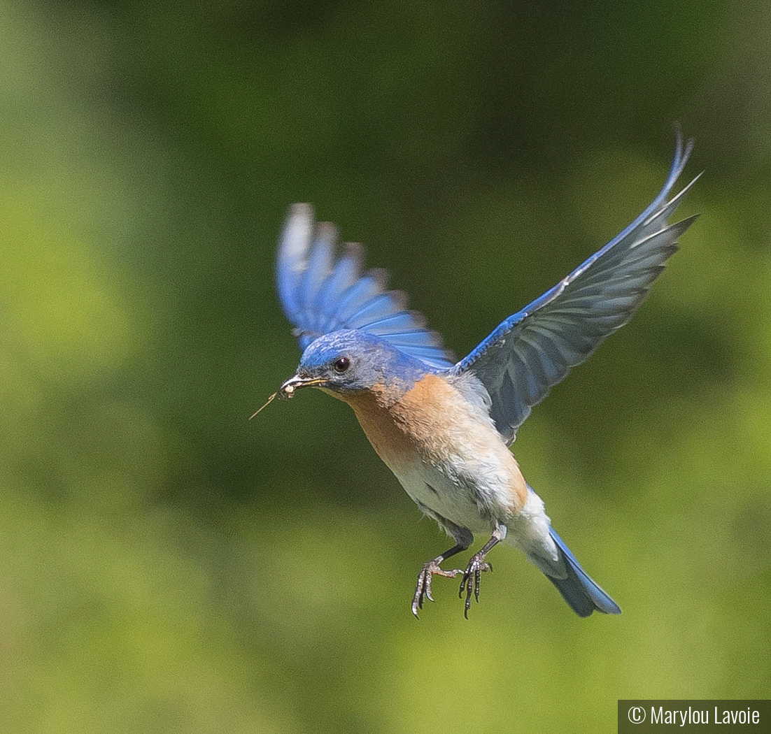 Hold On I'm Coming by Marylou Lavoie