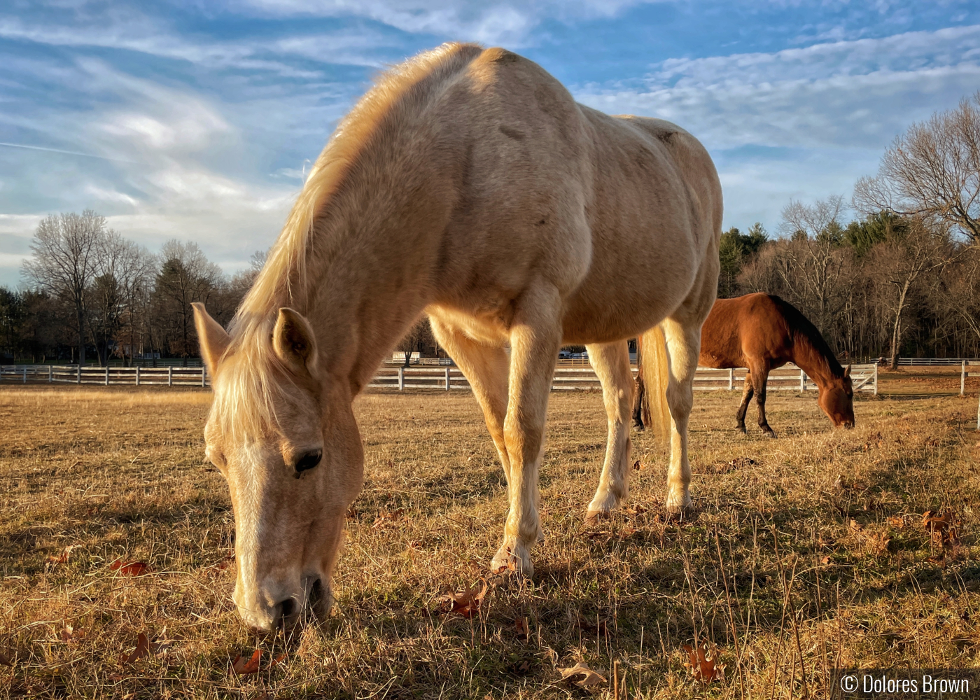 Horses at Dusk by Dolores Brown
