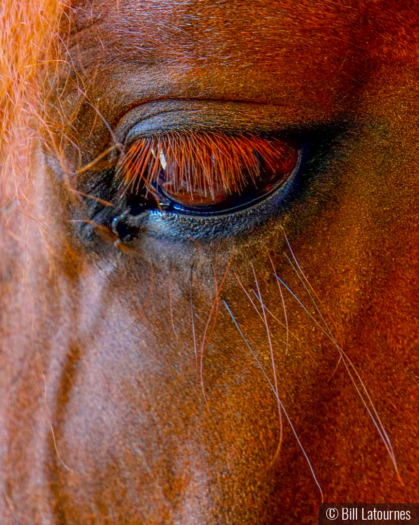 Horses Eye by Bill Latournes