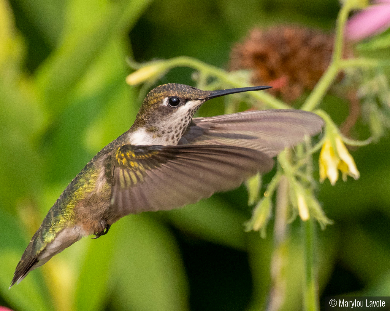 Hummingbird At Westmoor Park by Marylou Lavoie