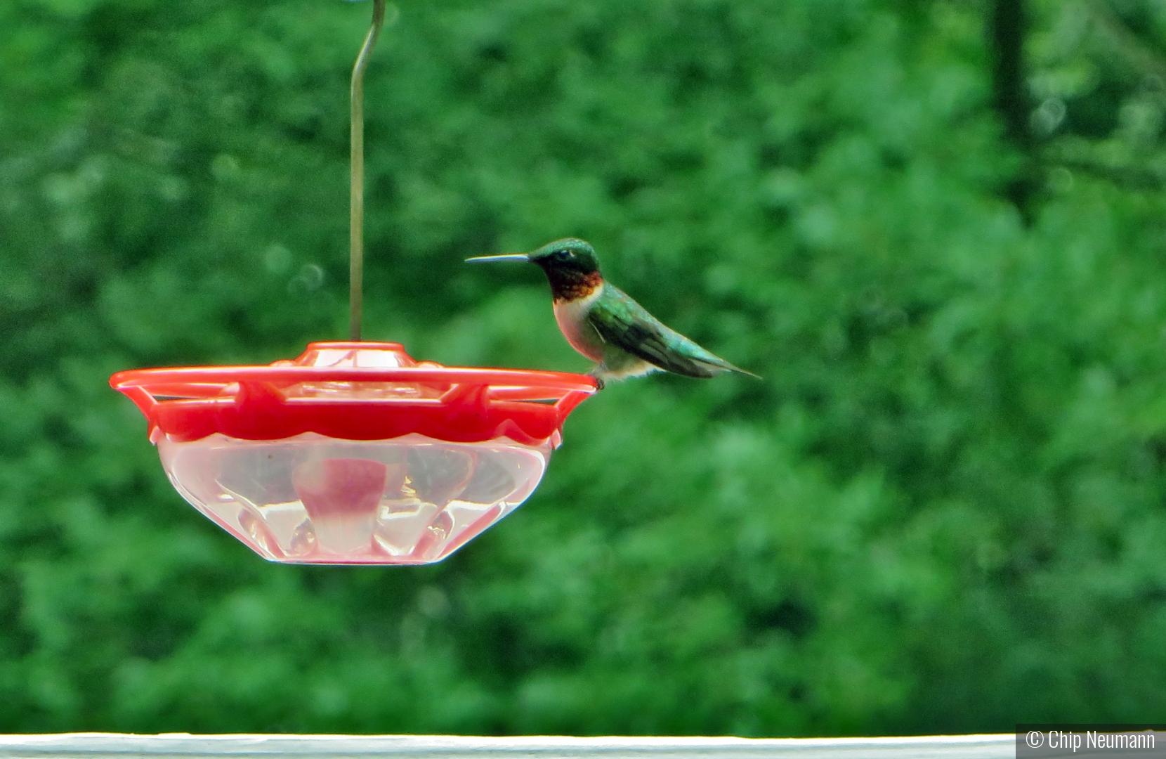 Hummingbird on the feeder by Chip Neumann