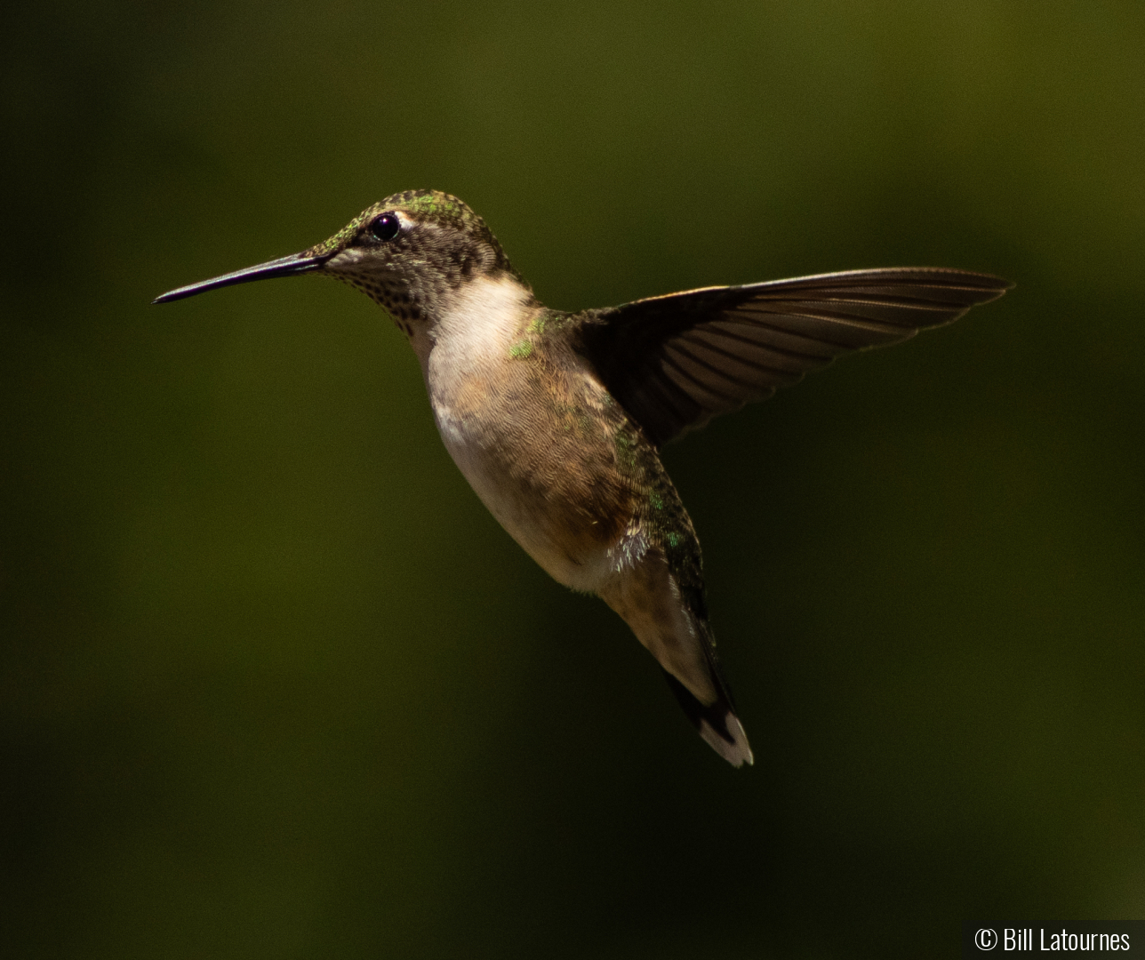Hummingbird by Bill Latournes