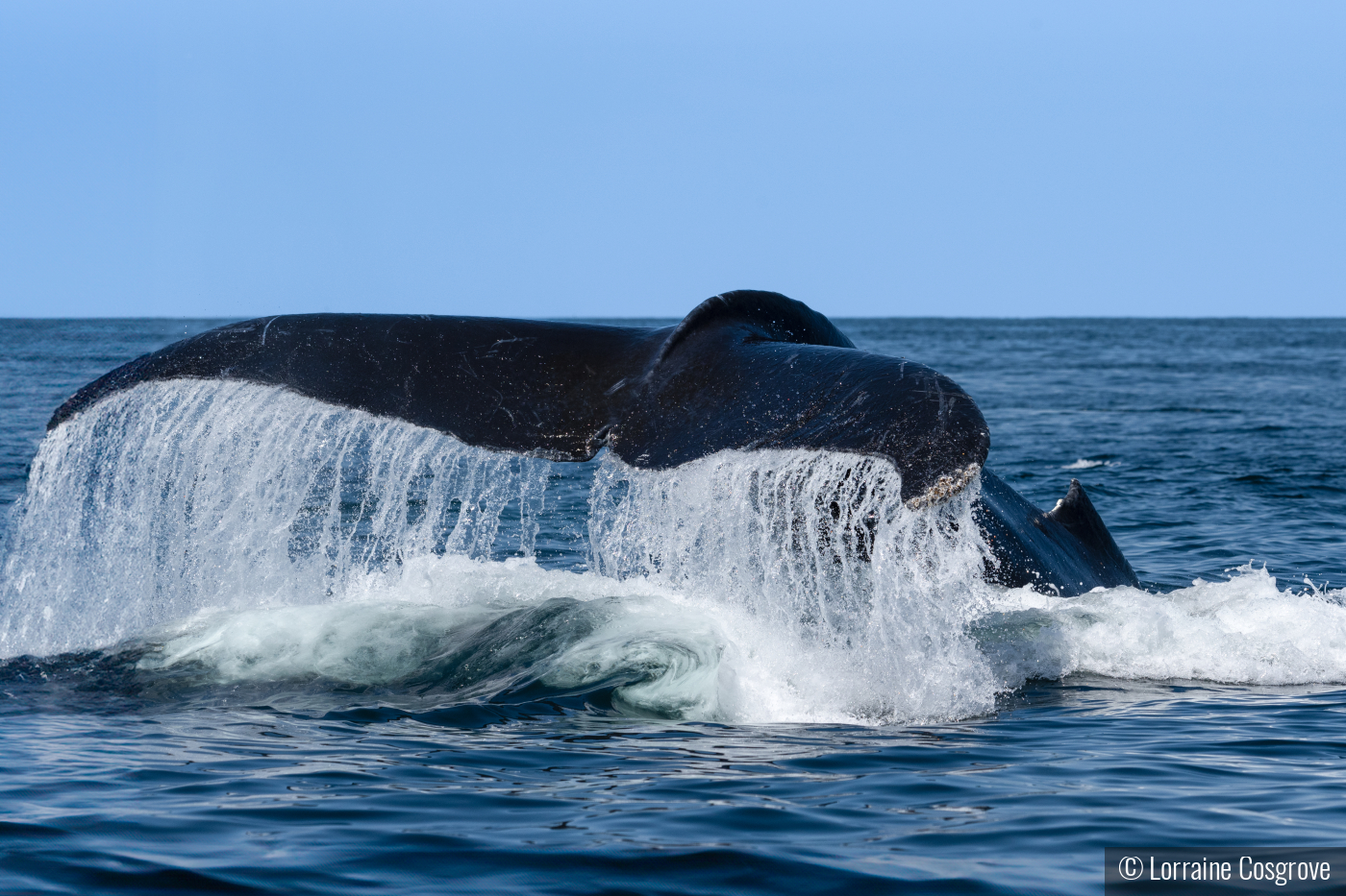 Humpback Fluke by Lorraine Cosgrove