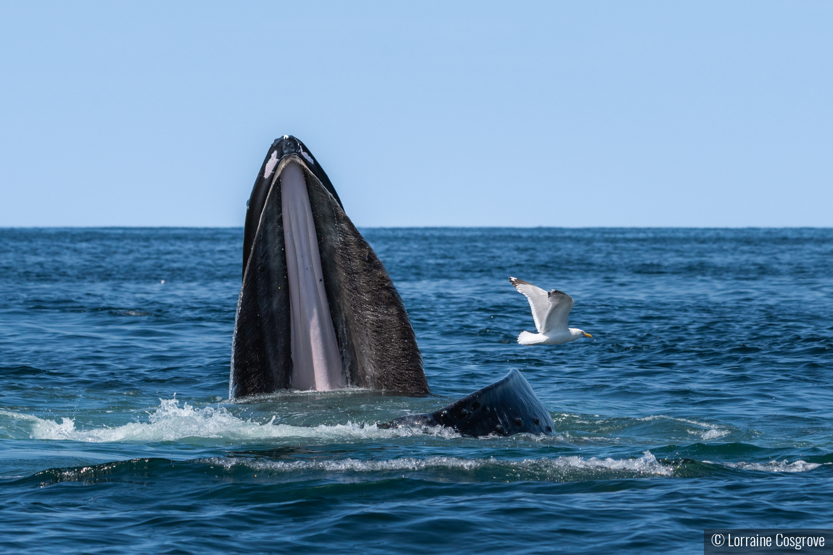 Humpback Whale with Mouth Wide Open by Lorraine Cosgrove