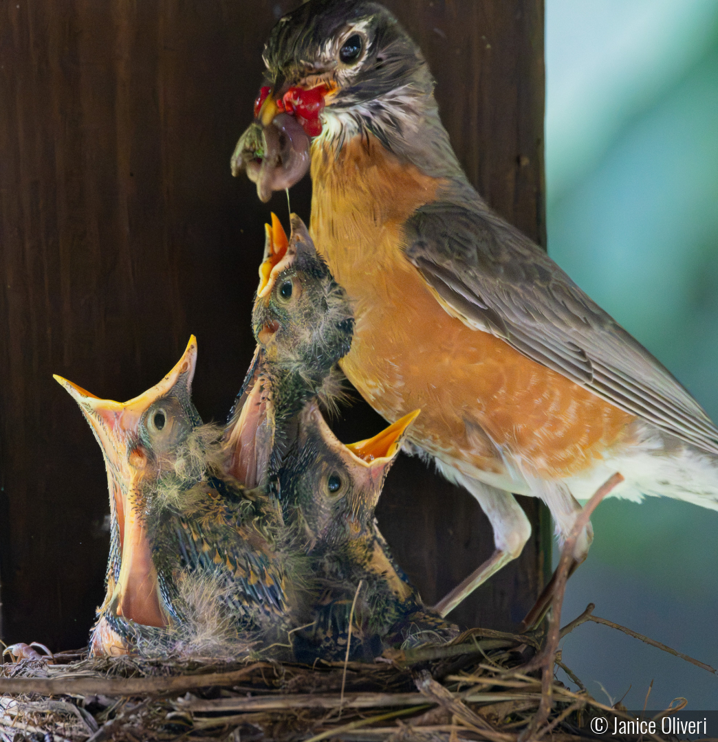 Hungry babies! by Janice Oliveri