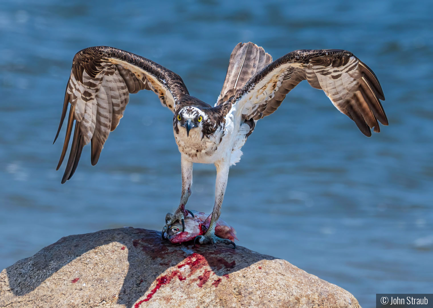 I Don't Share! Capisce?! by John Straub