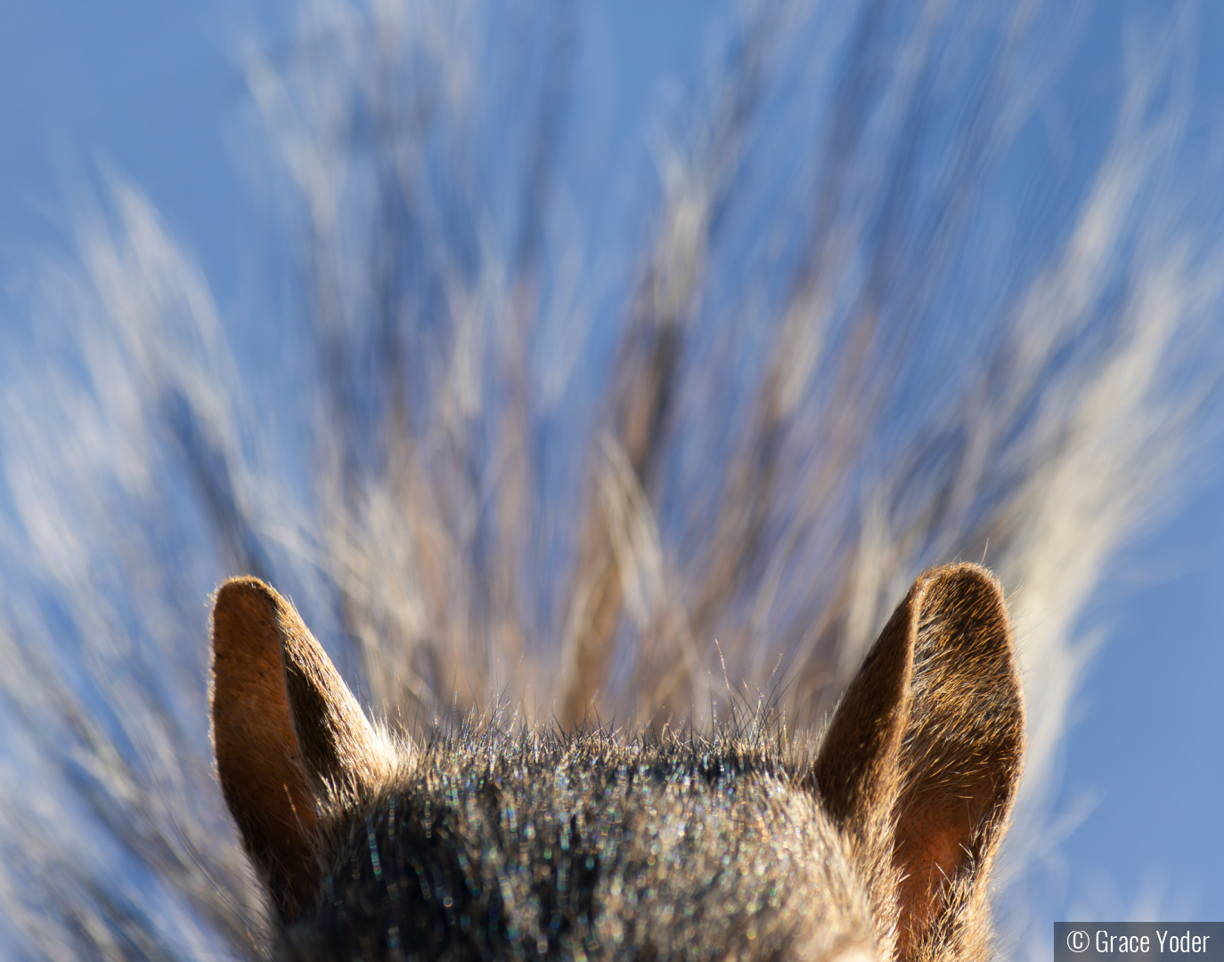 I'm All Ears by Grace Yoder