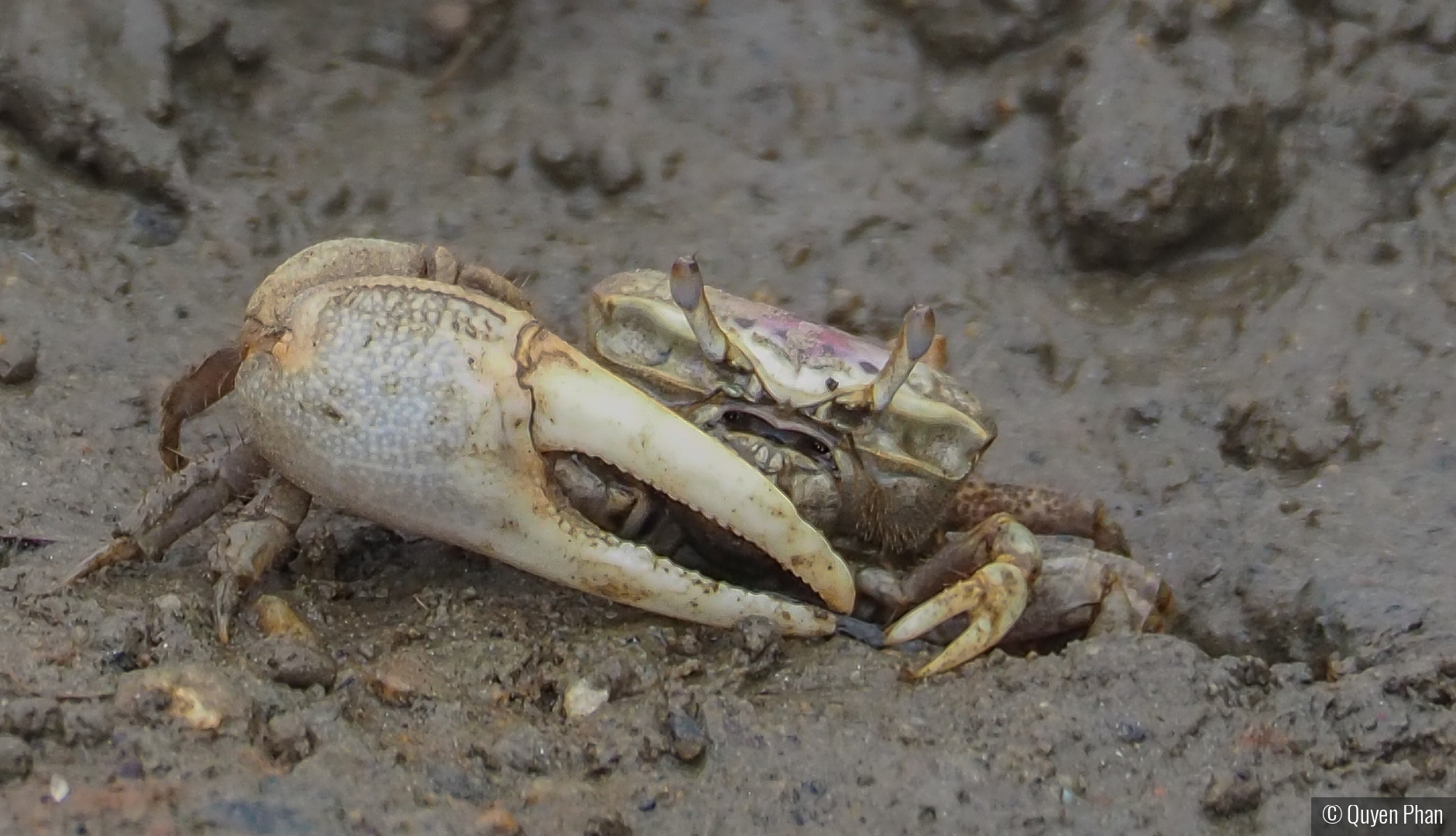 I'm always crabby by Quyen Phan