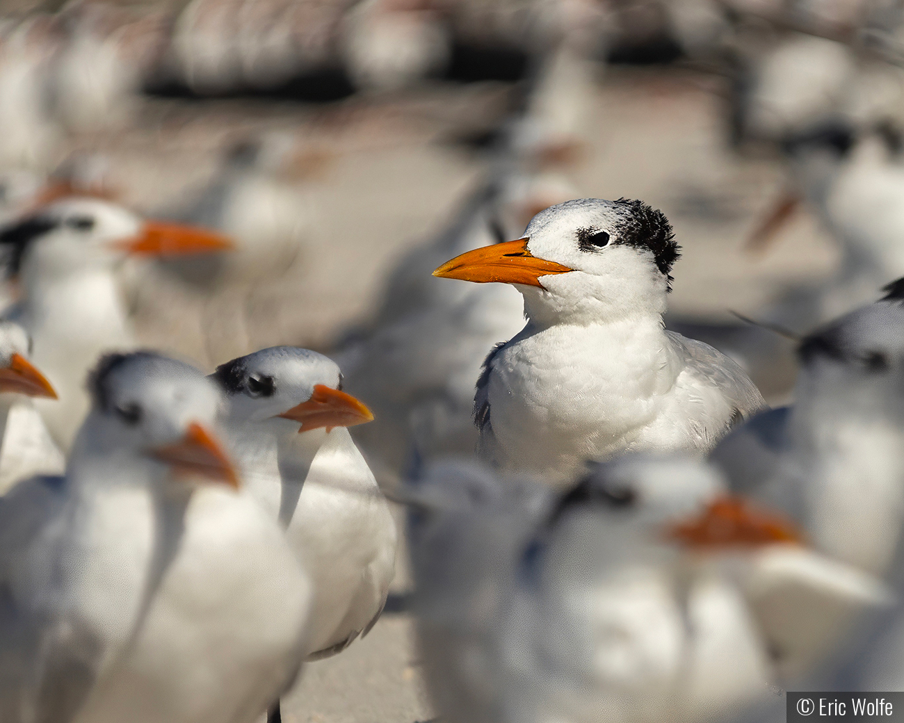 I'm Somebody by Eric Wolfe