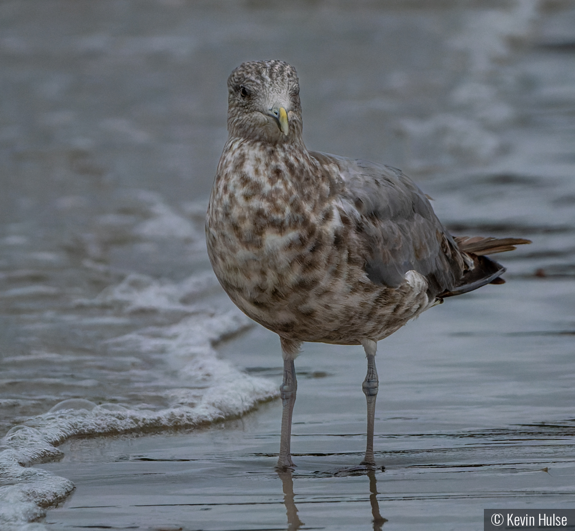 Immature Gull by Kevin Hulse
