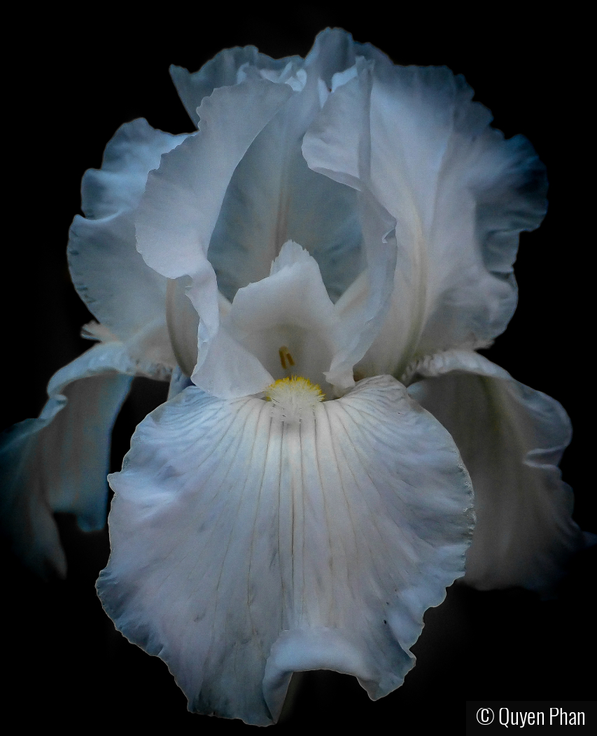 Imperfect by Quyen Phan